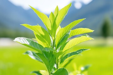 Obraz premium Bright green young leaves sprout against a blurred background