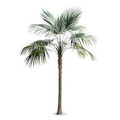 Isolated tropical palm tree plant foliage botanical nature greenery flora isolated on white background
