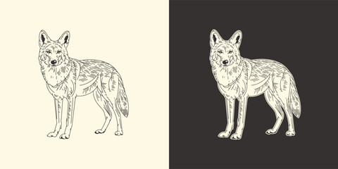 Coyote animal drawing. Isolated hand drawn coyote drawing (01)