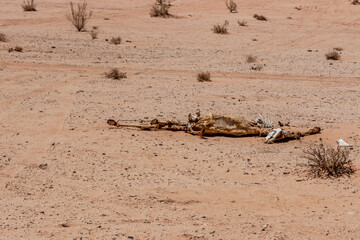 Camel carcass in Wadi Rum desert, Jordan