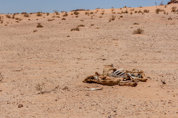 Camel carcass in Wadi Rum desert, Jordan