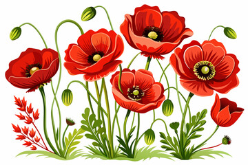 Fototapeta premium vector of Poppy flowers with white background