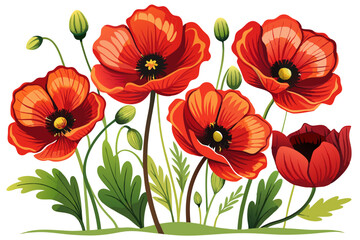 Fototapeta premium vector of Poppy flowers with white background