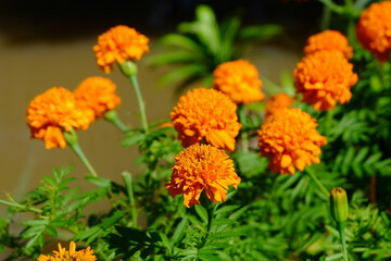 Bright Orange Marigold Flowers Blooming in a Green Garden Setting