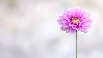 Obraz premium A single pink dahlia blooms in the center. Its petals are delicate and numerous. The stem is slender and extends to the bottom. The background is softly blurred, creating a bokeh effect. The image i