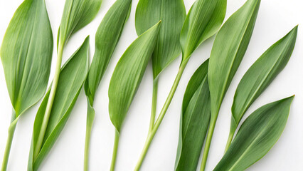 fresh green tulip leaves