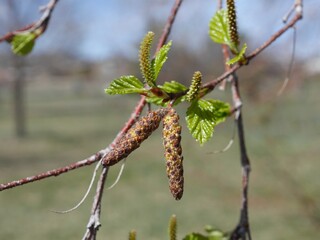 Western River Birch tree catkins in spring, Colorado