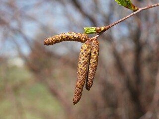 Western River Birch tree catkins in spring, Colorado