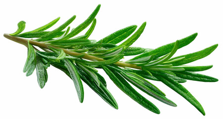 Fototapeta premium Fresh rosemary sprig with green leaves in delicate watercolor