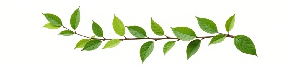 Fototapeta premium Curved branch with leaves on white background, organic, isolated