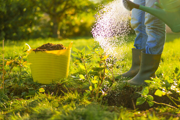  blueberry bushes.Farmer watering blueberry seedlings.Watering Young Plants in a Garden Setting. man in rubber boots waters blueberry seedlings in a sunny garden.Watering a Young Plant 