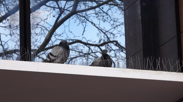 The barbed wire creates a visual and physical barrier, transforming the windows into a hostile surface for pigeons.