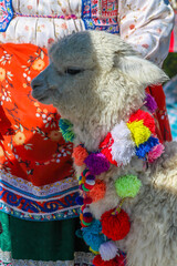 Alpaca domestic animal in Peru. Decorated with vibrant colorful textile alpacas on the street of Cusco and Arequipa city in Peru for making photos with tourists and local people. Llama and alpaca