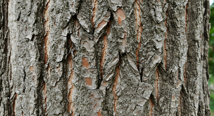 Close Up Tree Bark Texture