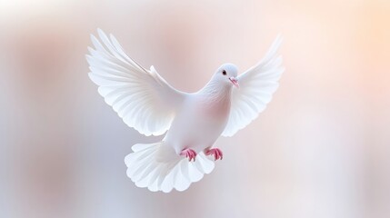 Obraz premium A white dove in flight is the images focus, its wings spread wide. The soft, blurred background enhances the doves purity. The image is high-quality, with soft lighting. The style is peaceful and ser