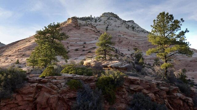 Exploring the stunning winter landscape of Zion National Park in Utah with snow-dusted cliffs and pine trees.
