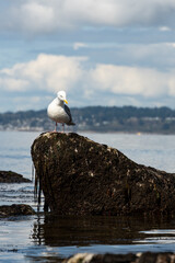 Gull standing on wet large kelp covered rock at low tide on Puget Sound, focused on finding food,...