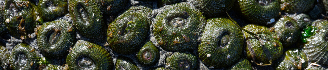 Large grouping on dark green Aggregating Anemone on rock, marine life at low tide in Puget Sound at...