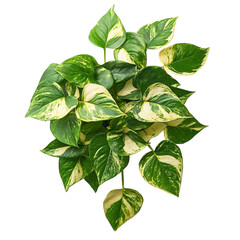 A Variegated Pothos Plant with Golden Accents Isolated on Transparent Background