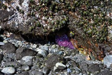 Purple sea star on large wet rock, marine life in Puget Sound at low tide at Golden Gardens park, Seattle, Washington
