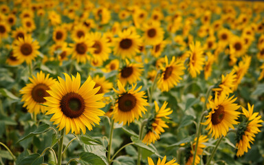 Obraz premium A field of bright yellow sunflowers stretches into the distance under the sun. Green leaves and stems are visible among the many blooming flowers in this natural summer scene.