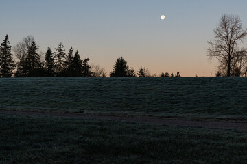 Morning park and moon with tree in nature for twilight environment or earth Empty countryside and dawn with green field