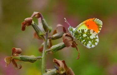 Anthocharis gruneri 1372