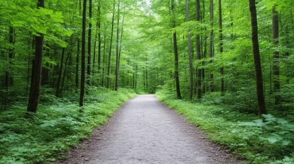 Obraz premium Lush green forest trail. A serene path winding through a dense canopy of vibrant green trees. Undergrowth thrives along the sides
