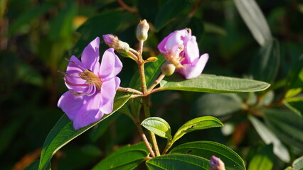 Melastoma affine flower with morning sunlight
