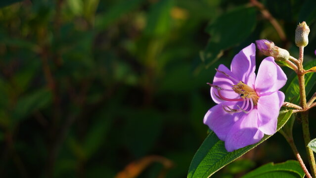 Melastoma affine flower with morning sunlight