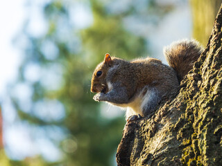 A skeleton on top of a tree looking for food, while taking advantage of the sunny day to sunbathe.