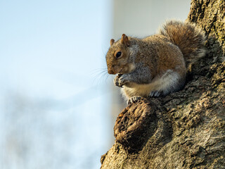 A skeleton on top of a tree looking for food, while taking advantage of the sunny day to sunbathe.