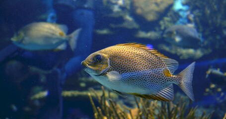 Vibrant tropical fish gliding smoothly, displaying intricate scales and fluid motions inside...