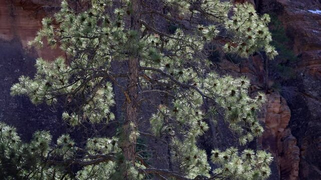 Majestic pine tree illuminated by sunlight in Zion National Park, showcasing nature's beauty in Utah's stunning landscape