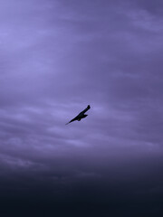 eagle in the sky