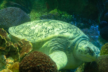 A giant green sea turtle at New England Aquarium in Boston, MA
