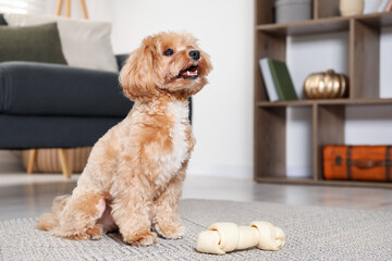 Cute dog with chew bone on floor at home, space for text