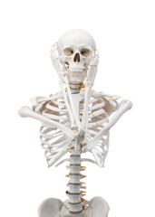 Artificial human skeleton model isolated on white