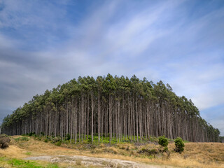 The edge of the plantation