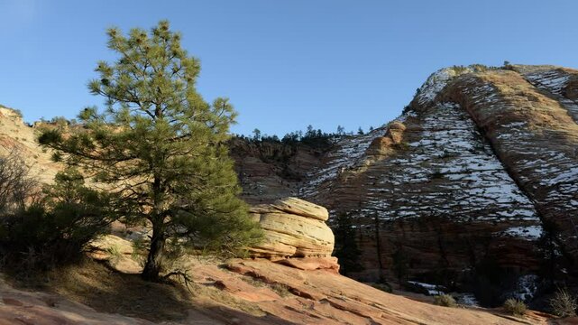 Sunlit trees contrast against the colorful rock formations of Zion National Park, Utah, during late afternoon light