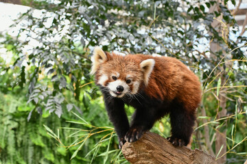 レッサーパンダ