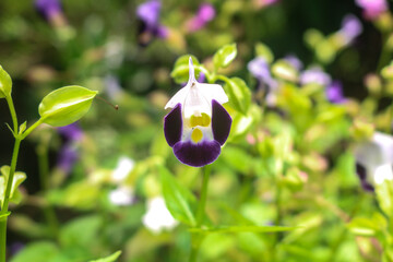Beautiful purple flowering torenia plant, close up of a collection of torenia flowers in the garden