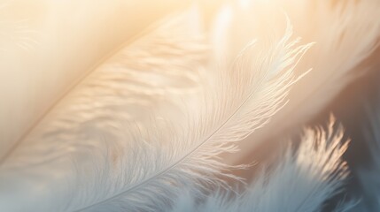Soft wispy feather texture