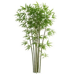 Fototapeta premium Tall Bamboo Plant with Green Leaves Isolated on Transparent Background