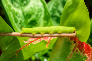 Hawk moth caterpillar big green caterpillars eat leaves. ornamental plant leaves are eaten by caterpillars. Daphnis nerii moth caterpillar