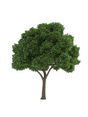 green tree isolated 