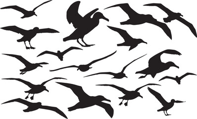 Albatross Silhouette – Minimal Vector Illustration on White Background