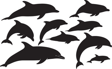 Bottlenose Dolphin