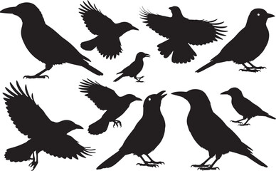Clark’s Nutcracker Silhouette