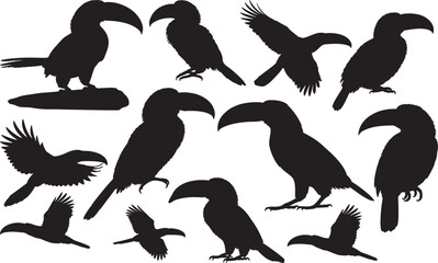 Collared Aracari Silhouette